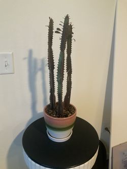 Euphorbia Milk Weed. (Euphorbia Trigona). $30