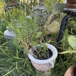 Succulent  