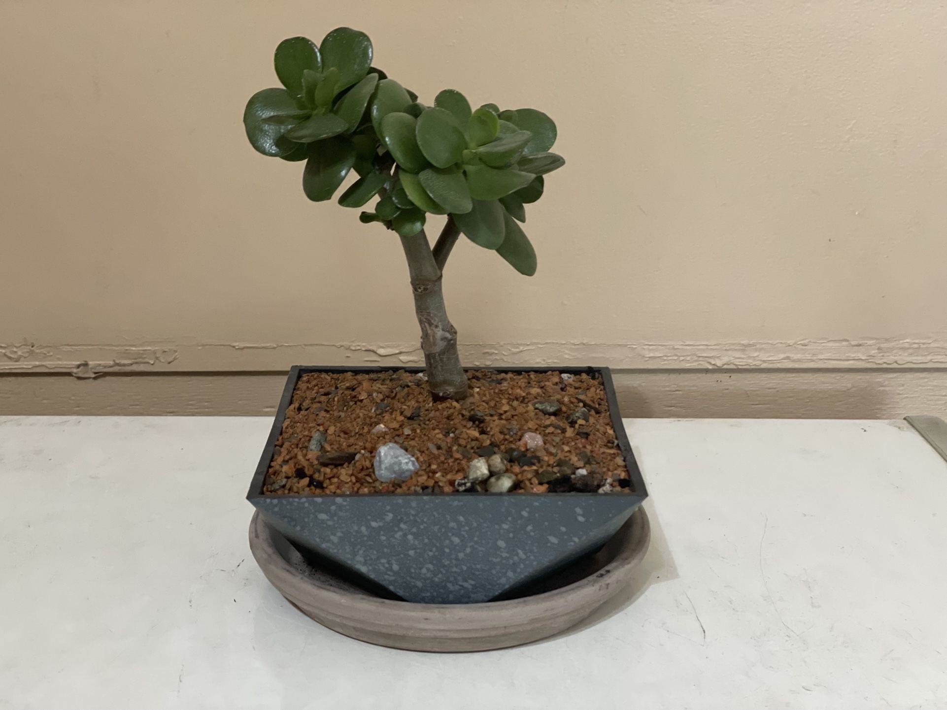 Jade Bonsai