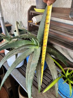 Aloe vera