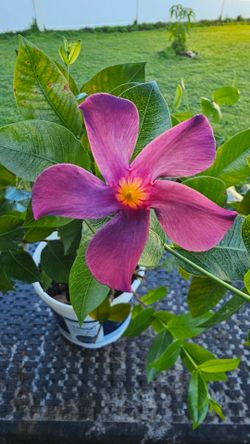 Purple (blue) Mandeville flower plant, rooted, with flower buds