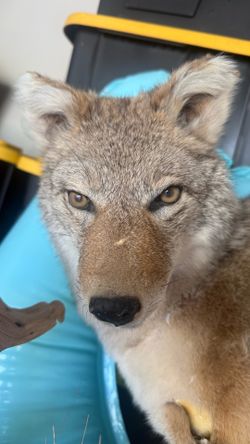 TAXIDERMY COYOTE& SQUIRREL