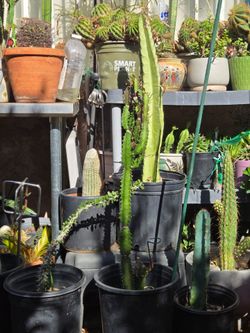 Peruvian apple cactus