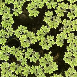 Fairy Moss “Azolla”