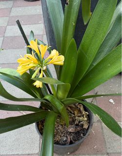 Clivia (lan quân tử)