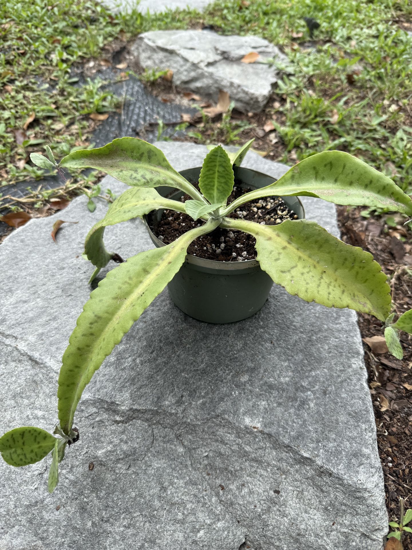 Donkey Ear Kalanchoe Succulent Plant in Plastic Pot