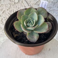 6 Inch Pot Succulent Plant - Echeveria Painted Lady - Echeveria Derenbergii - Established Plant - Drought Resistant - 🪴 