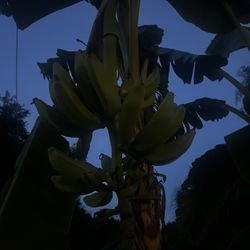 Banana Trees 