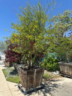 Arizona-Sonoran Desert Museum Palo Verde tree, thornless, drought tolerant shade tree 36” box