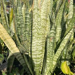Snake Plants