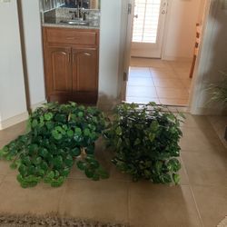 Two Decorative Plants
