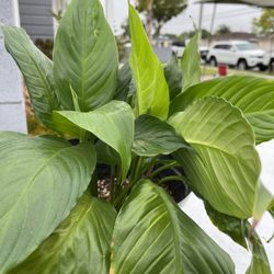 Plants