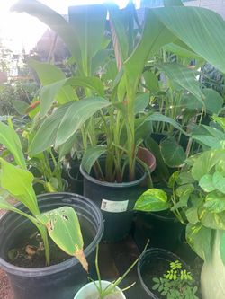Canna lilys rojas