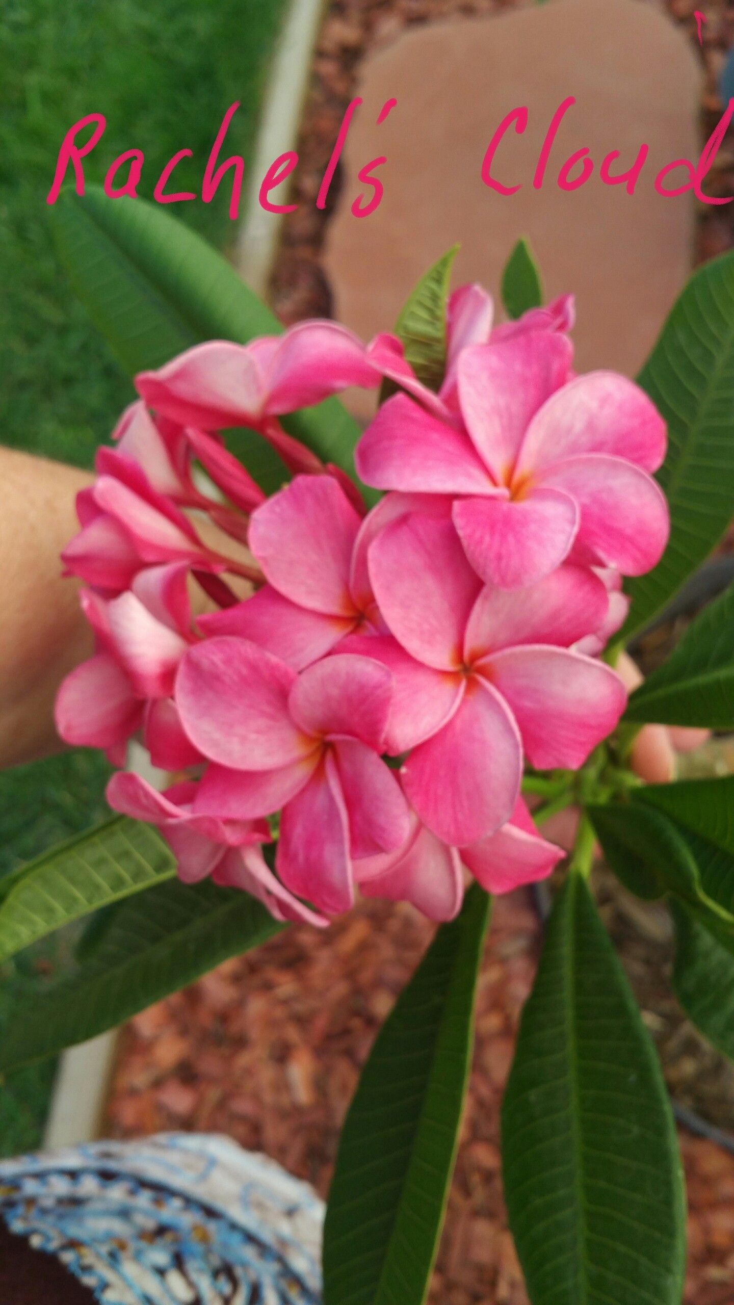 Plumeria - Rachel's Cloud, Pink in color