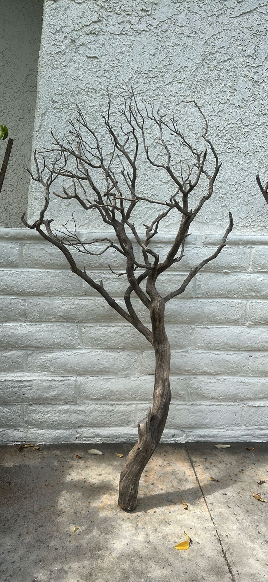 Manzanita Branches