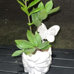 Zz Plant In White Ceramic Flower Por With Butterfly Decor
