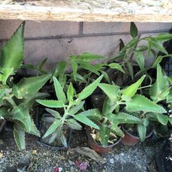 Calanchoe