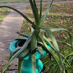 Aloe Vera Plant Very Large 