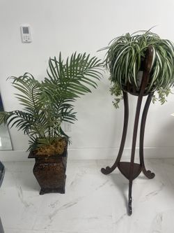 Plants  beautiful decorative with base