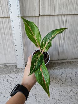 Aglonema Sparkling Sarah plant (Chinese Evergreen)