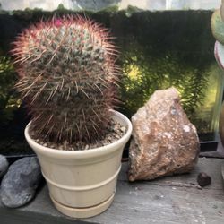 Cactus