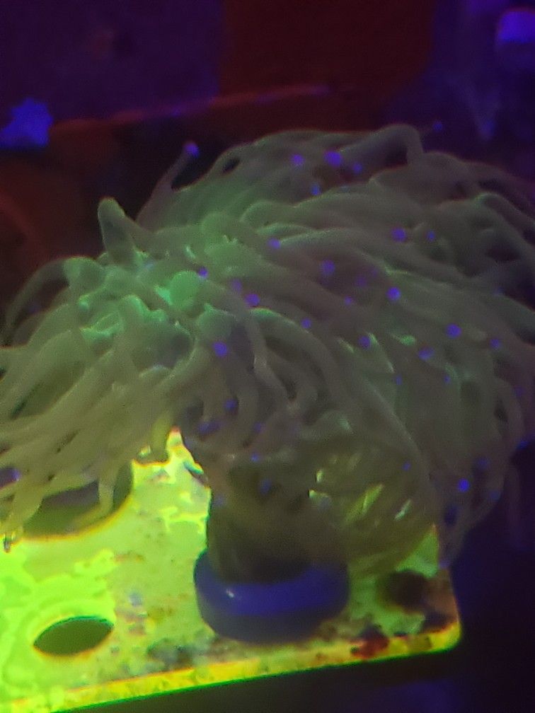 Cotton Candy Torch (2) Heads