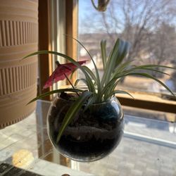   Spider Plant Terrarium