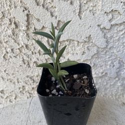 2 Inch Pot Succulent Plant - Curio Radicans String of Bananas - Creeping Berry - Rooted & Established Plant - Drought Resistant -🪴 Perfect Baby & Wed