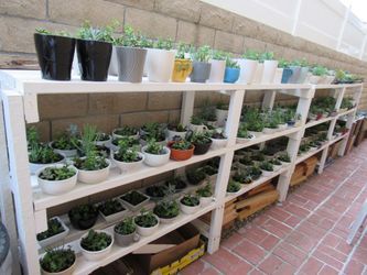 Succulents