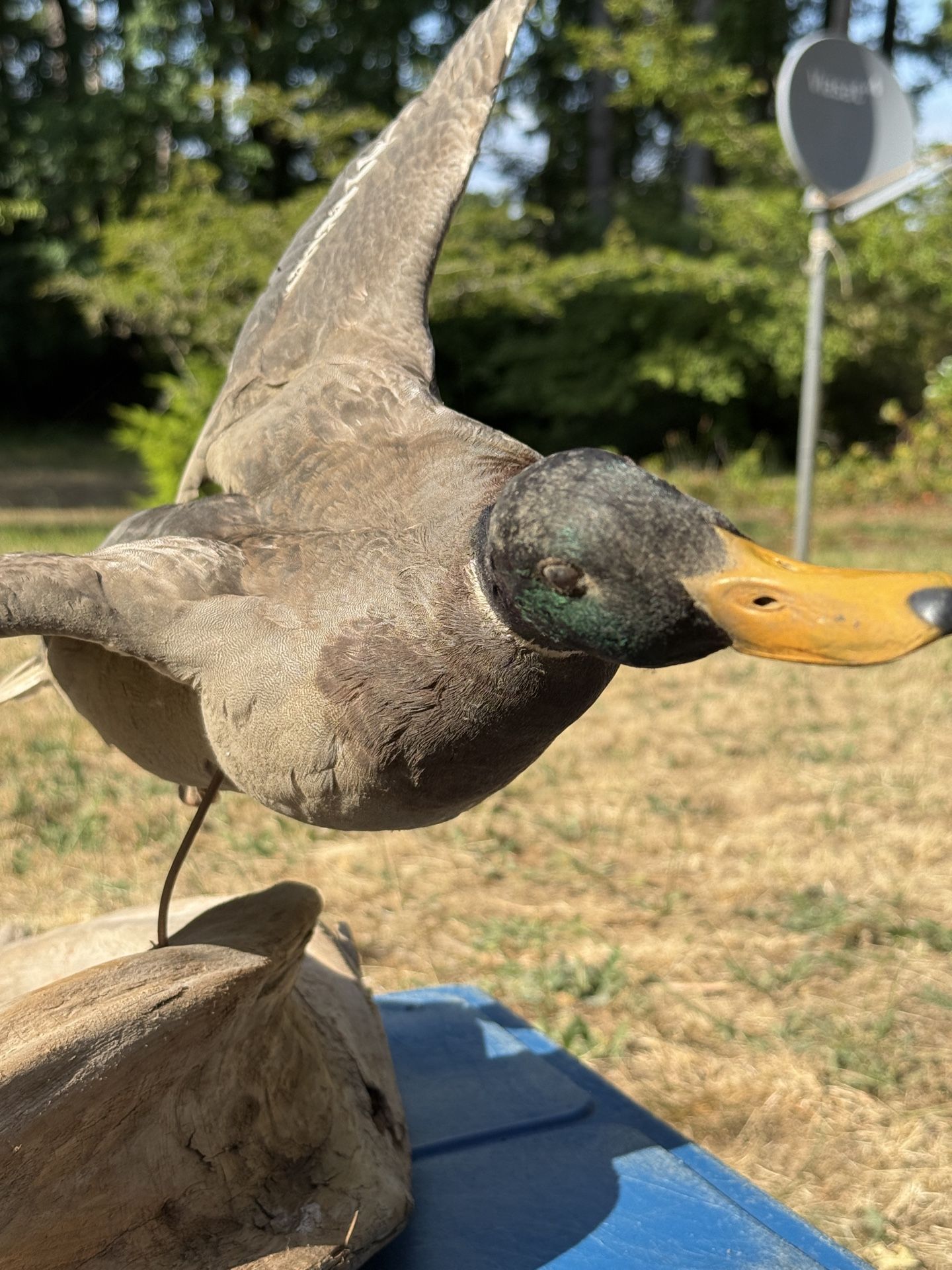 Mallard Taxidermy
