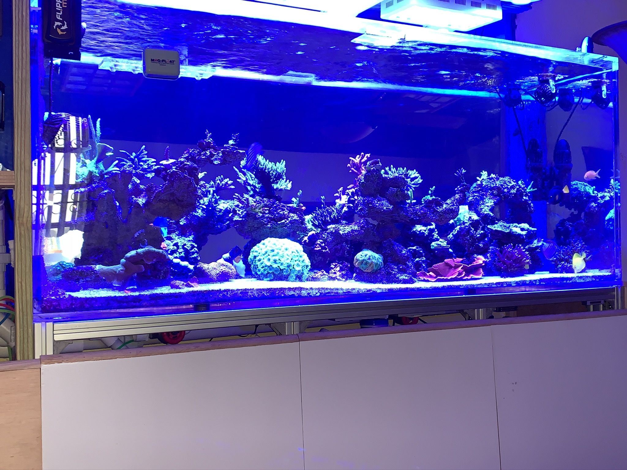 300 Gallon Fish Tank