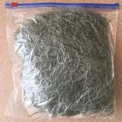 Spanish Moss from Florida