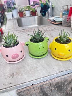 Zebra Haworthia Succulent Plant