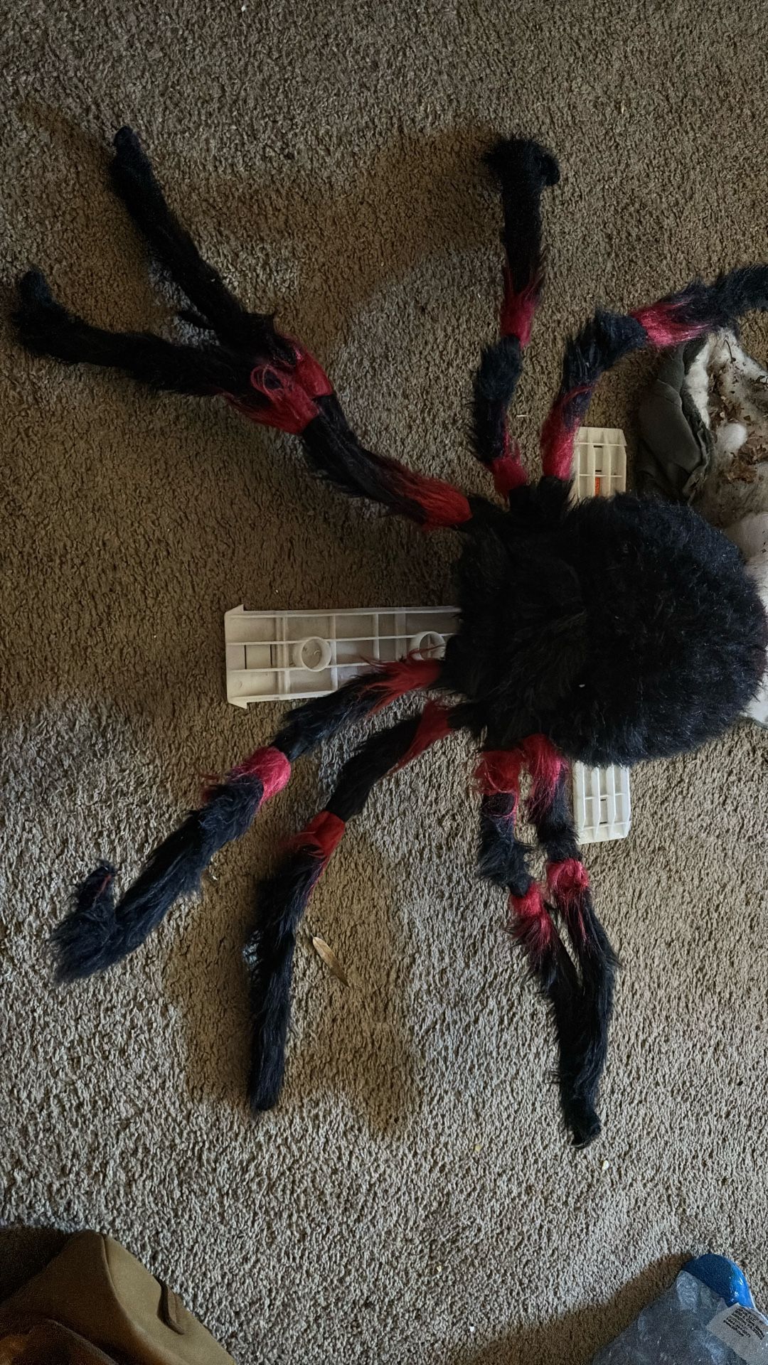 Jumping Spider