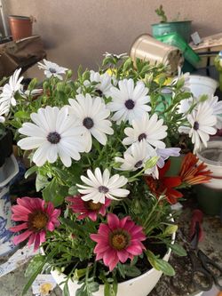 Arreglos De Plantas Para Mama