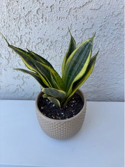 Gold Dust Snake Plant