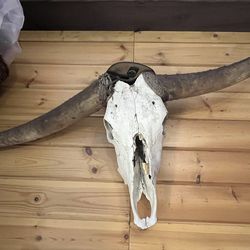 Longhorn Skull