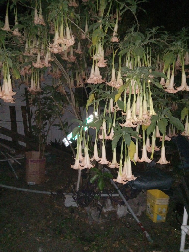 Angel Plants