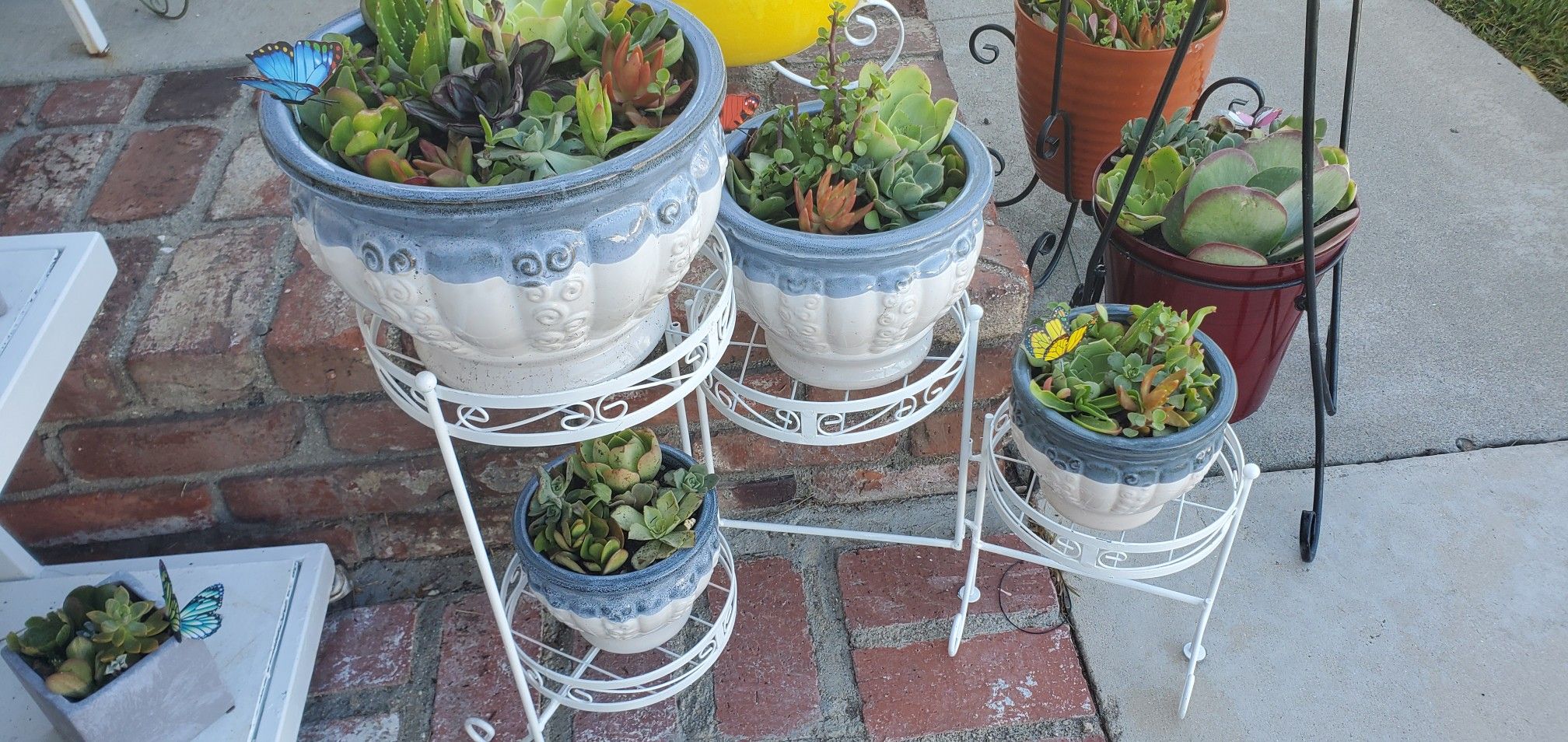 Beautiful 5pc set plant stand and 4 high end ceramic planters packed with succullents valued $189