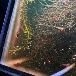 Aquarium Fake Plants 