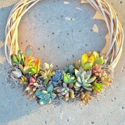 Succulents 2 Avelible