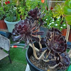 Suculenta Echeveria