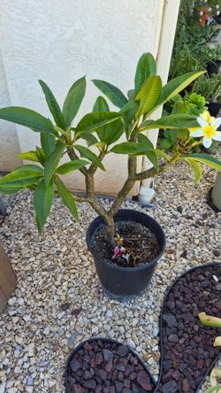 **TRADE** Plumeria for Fig tree