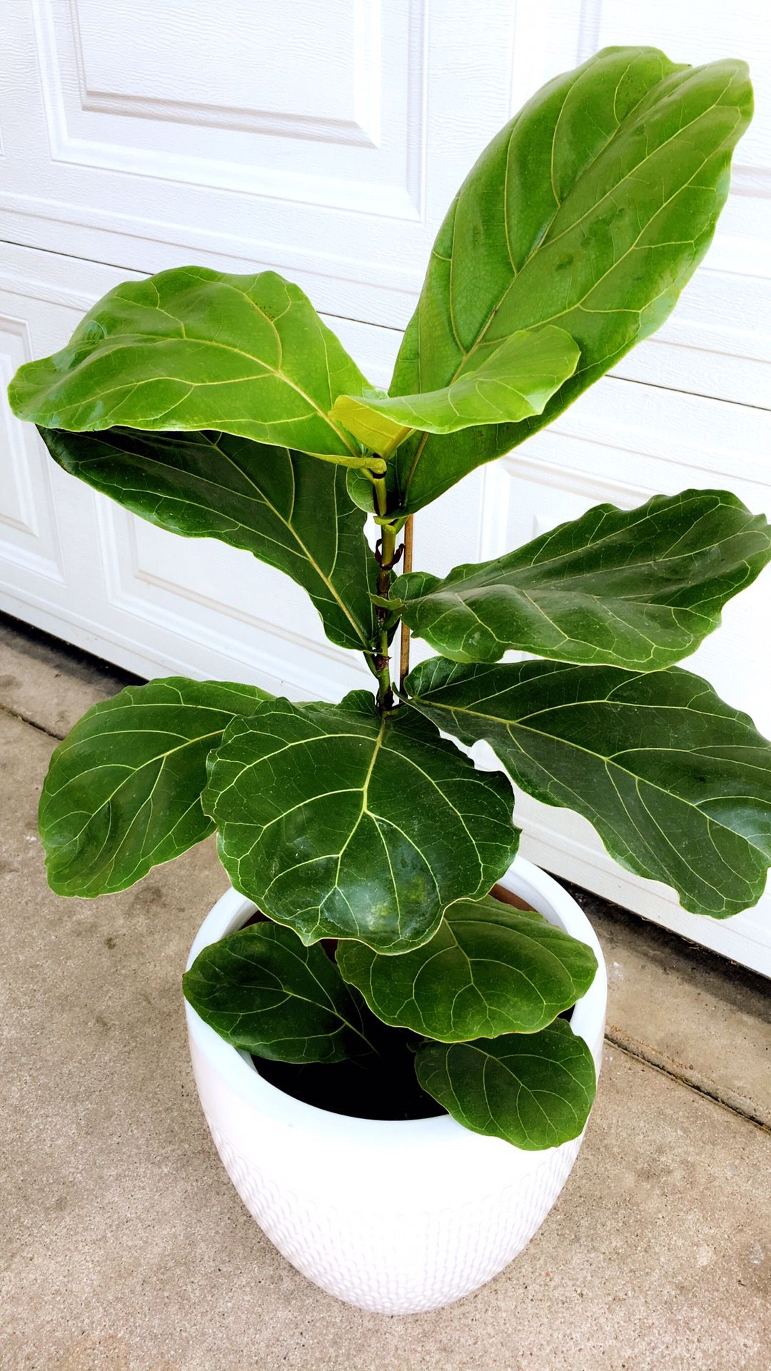 Fiddle Leaf Fig Plant in 6” plastic container. About 24” to 30” tall. Just the plant only. PLANTER NOT INCLUDED.