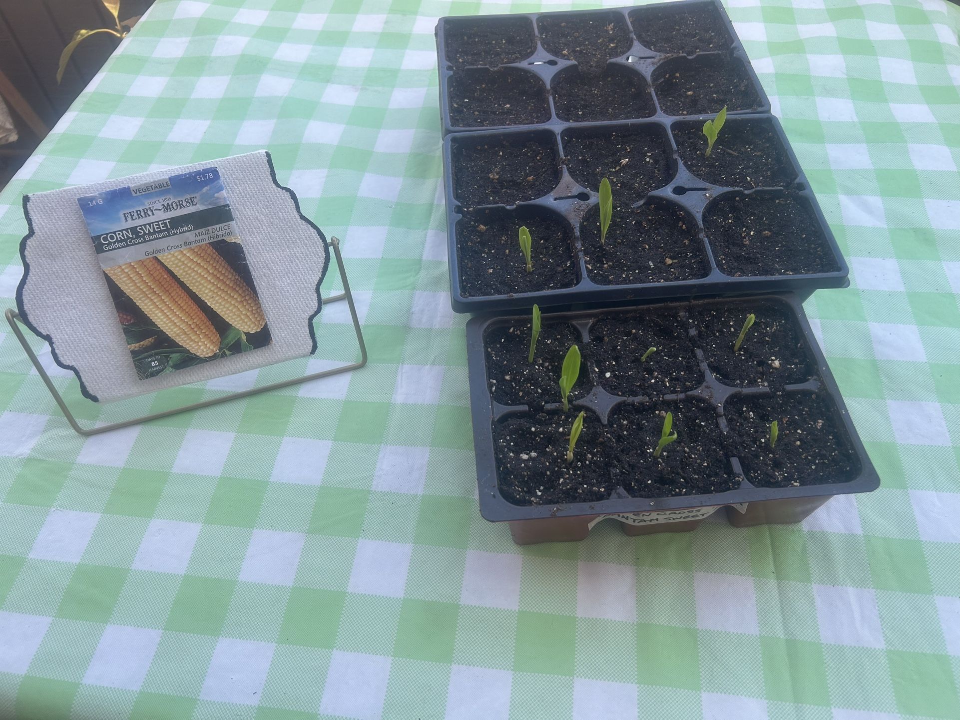 Grow Some Corn for Fall—Seedlings Are ready!
