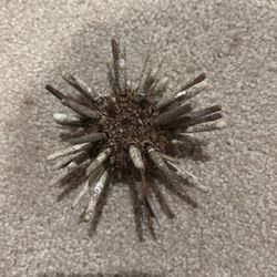 Dryad Sea Urchins  Shells