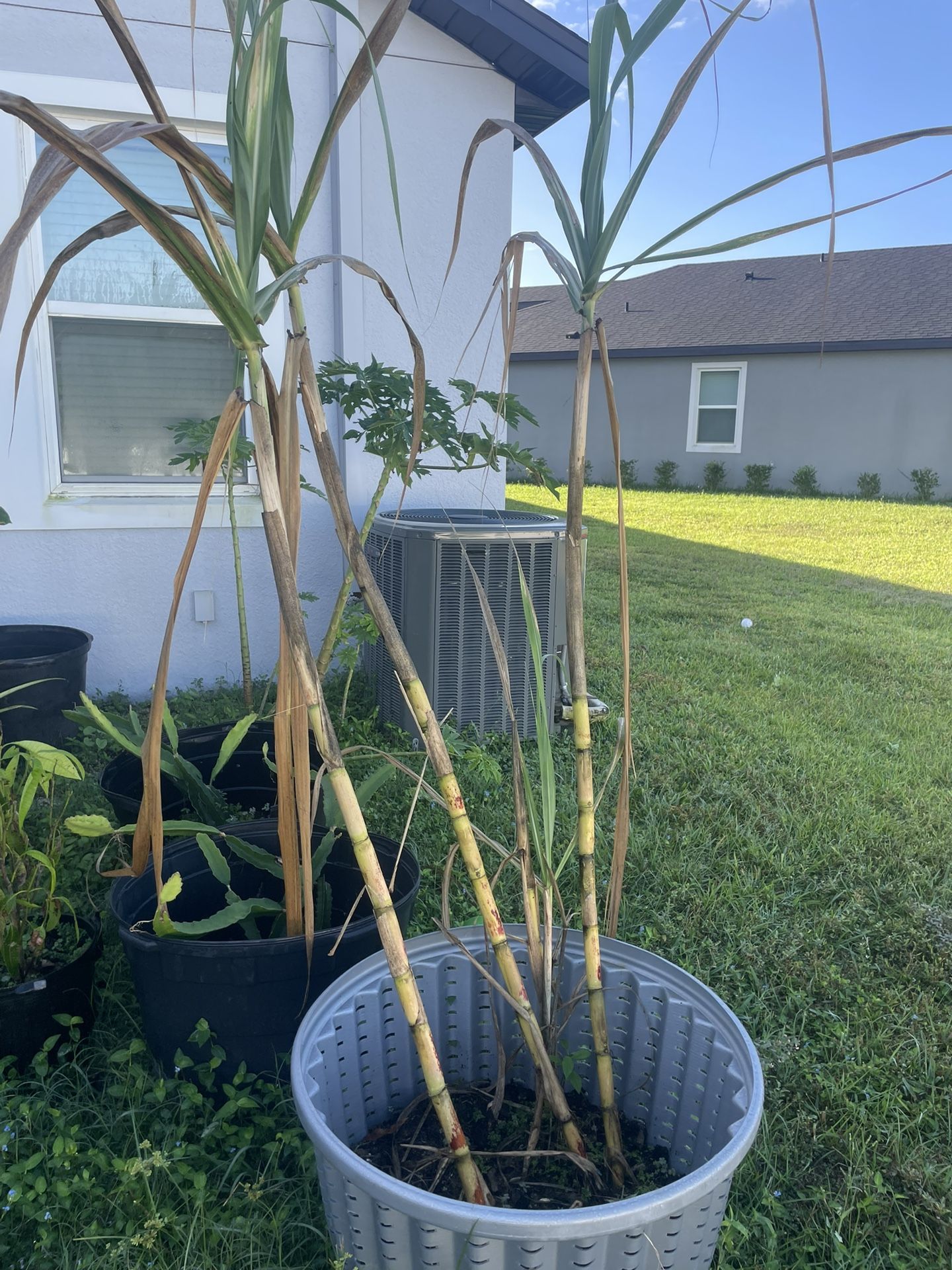 Sugar Cane
