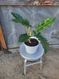 Tiger tooth philodendron 8" Nursery Pot