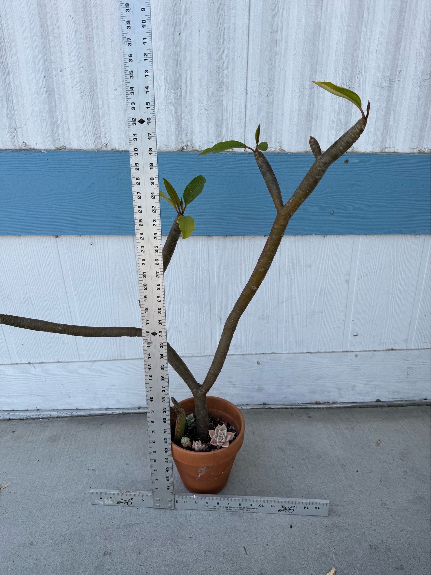 Tall Potted Plumeria Plant