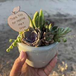 Small Succulent Arrangement Perfect For Teacher Gift 